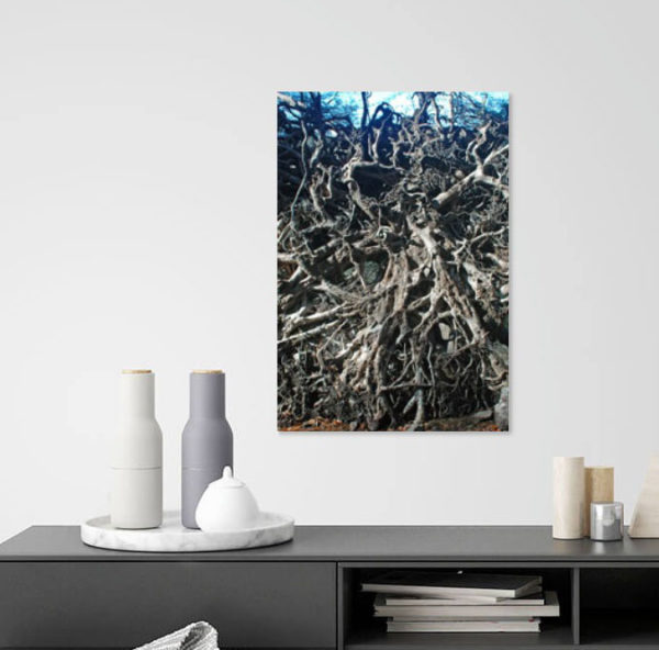 Family Ties photography of mighty tree roots- in a room