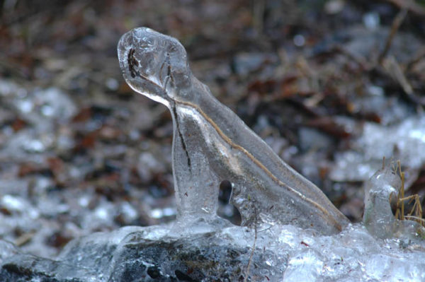 Photography Frozen in Time - Ice Formation- friendly frog or lizard. 
