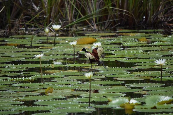 Courageous bird playing on lily pads-photography